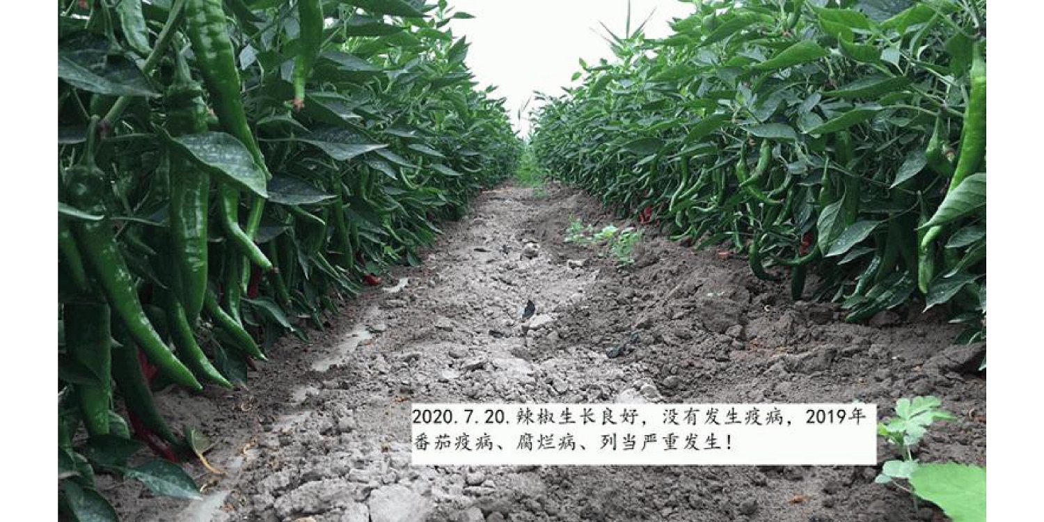 一種修復(fù)土壤重金屬的生物有機肥料及其制備方法--成都華宏曹剛整理的資料2021.12.7.0045.jpg